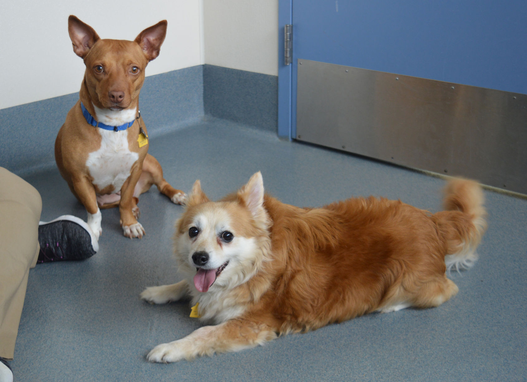 Pet of the Week: Dilly and Little Man